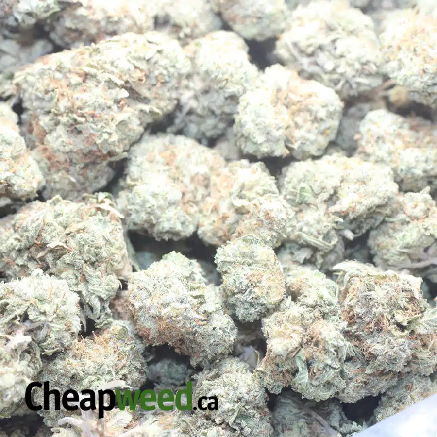 COOKIES AND CREAM I Cookies & Cream Bulk Special