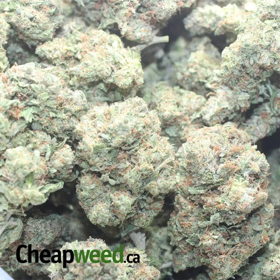 KINGS KUSH 5 I Kings Kush