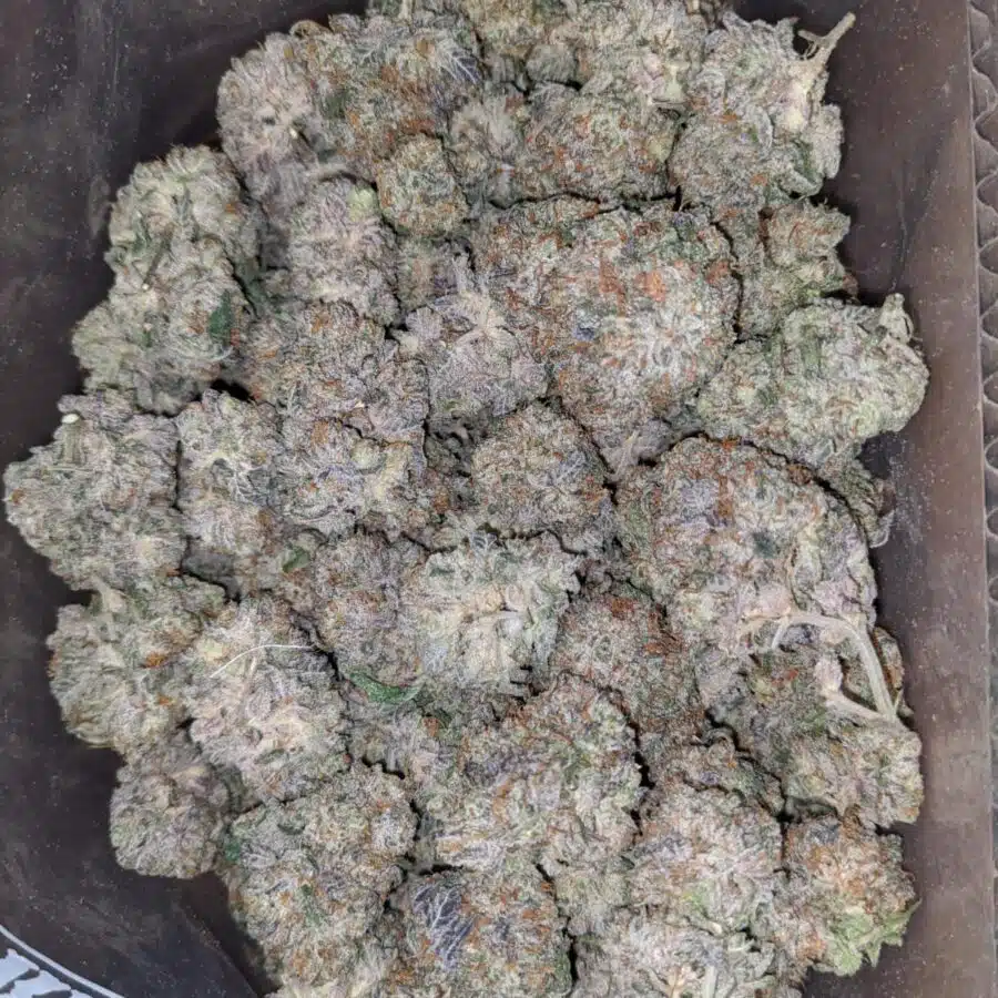 La Kush Breah 4 I LA Kush Breath