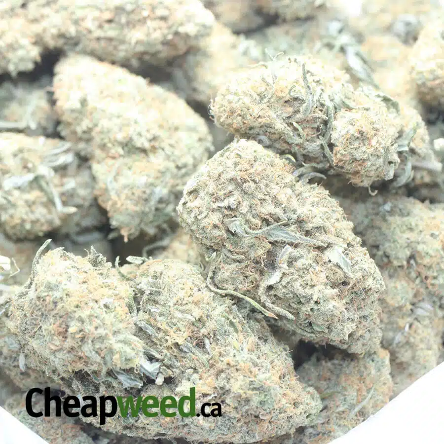 MANGO SHERBERT 1 I $ 54 Oz - Mango Sherbert