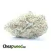 $ 54 Oz - Mango Sherbert