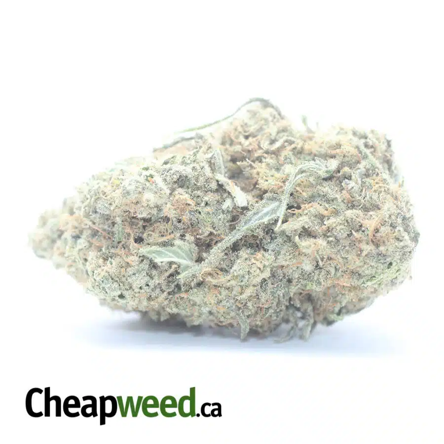 $ 54 Oz - Mango Sherbert