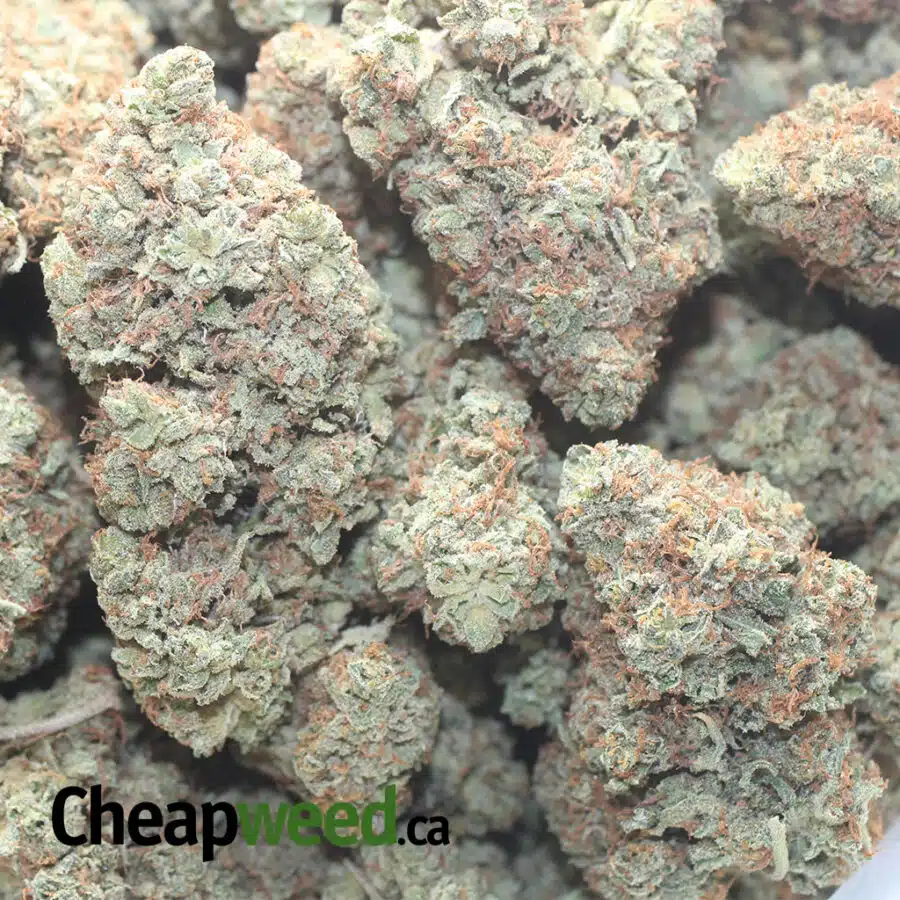 PEACH KUSH 1 I Peach Kush