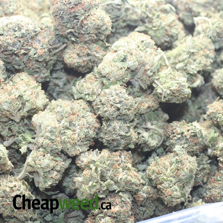PINK BUBBA 1 I Pink Bubba #2