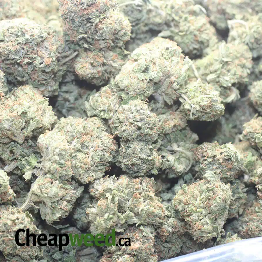 PINK BUBBA 1 I Pink Bubba #2