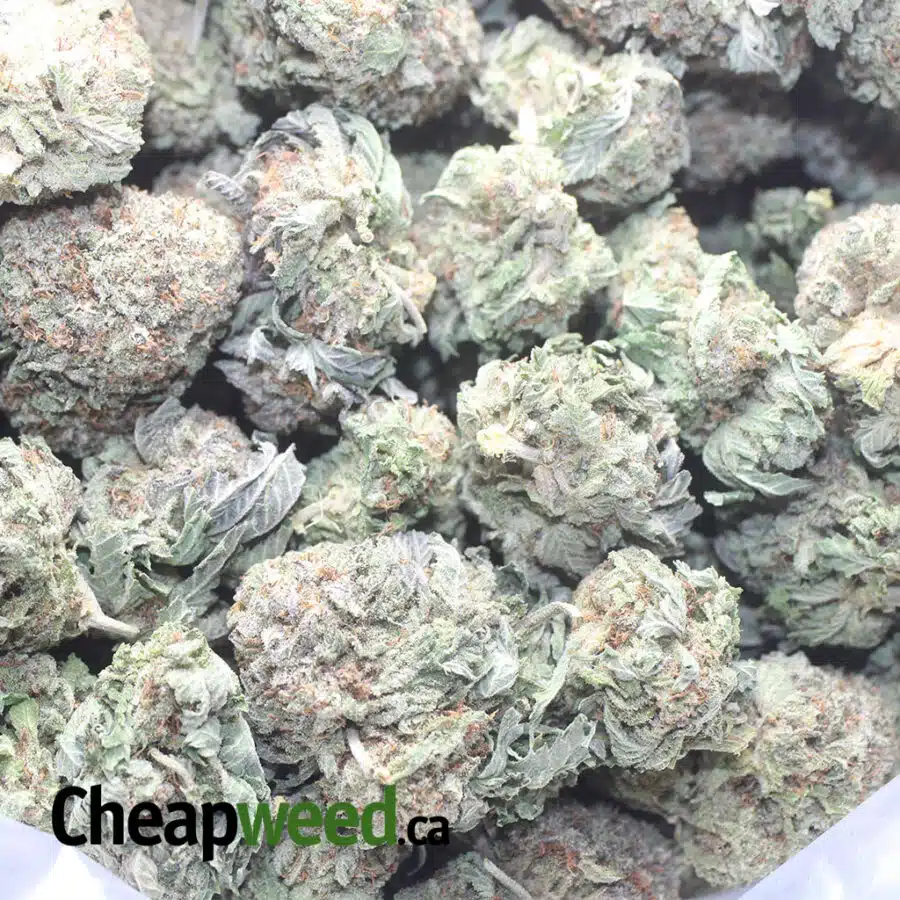 PURPLE DIAMOND 1 I Purple Diamond #2