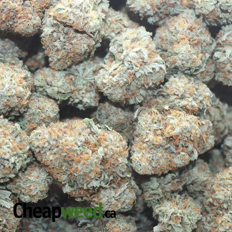 RACEFUEL 1 I $ 53 Oz - Racefuel