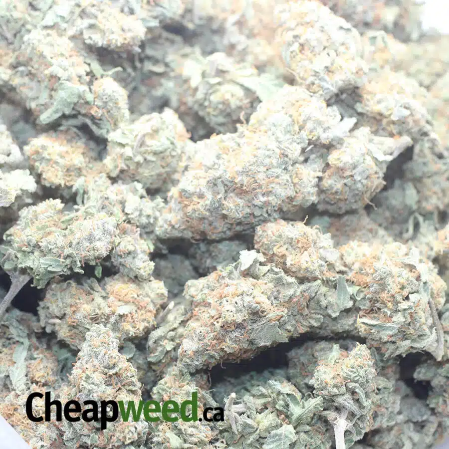 SEATTLE COUGH 1 I $ 54 Oz - Seattle Cough
