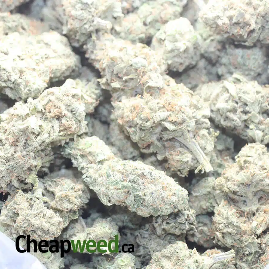 SHERBERT 1 I $ 48 Oz - Sherbert