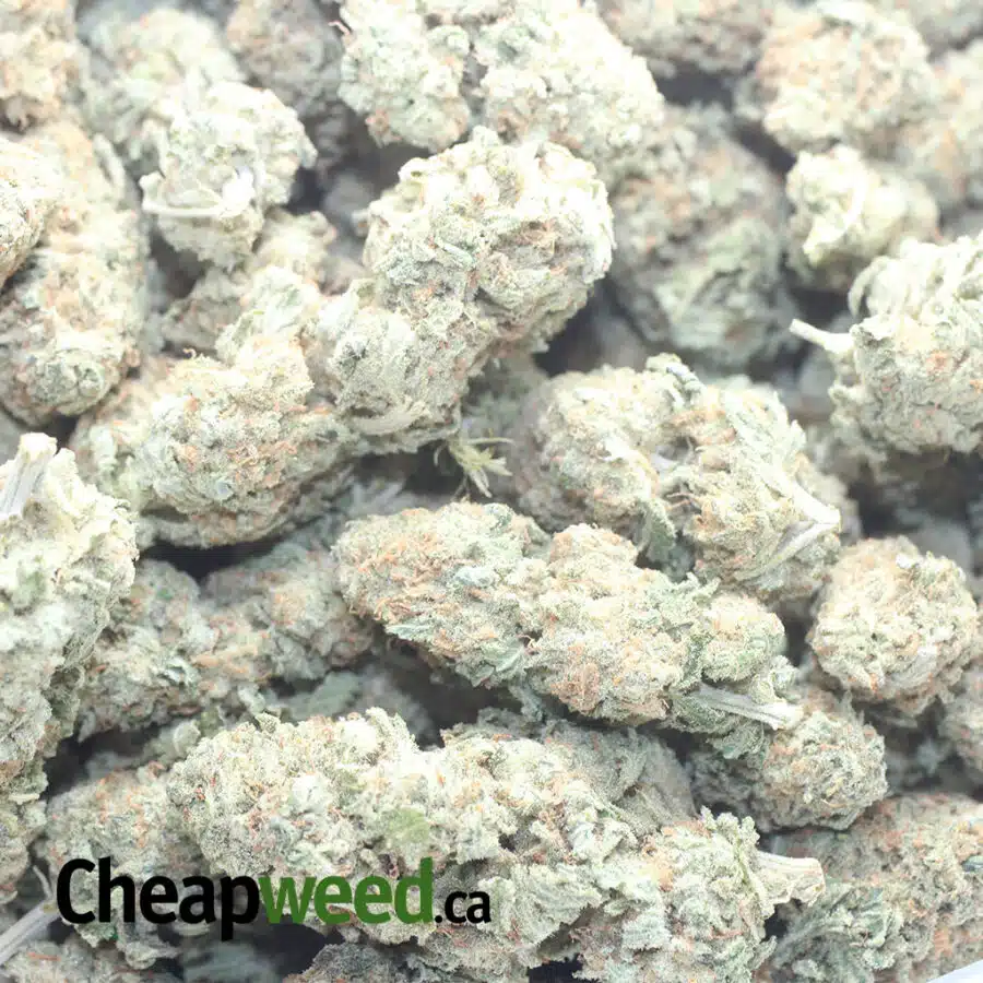 SHERBERT 2 1 I Shishkaberry