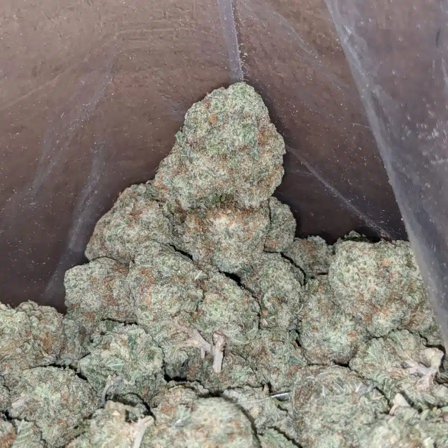 Boston cream 3 I $ 52 Oz - Boston Cream