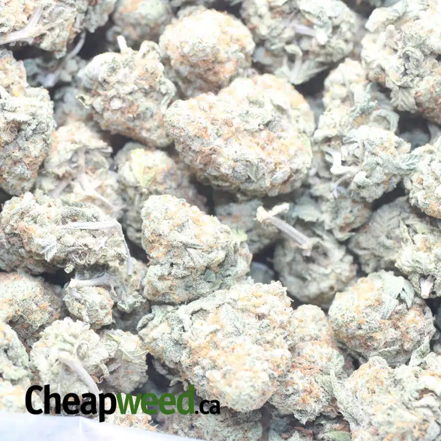 GOLDEN GOAT 1 I $ 49 Oz - Golden Goat