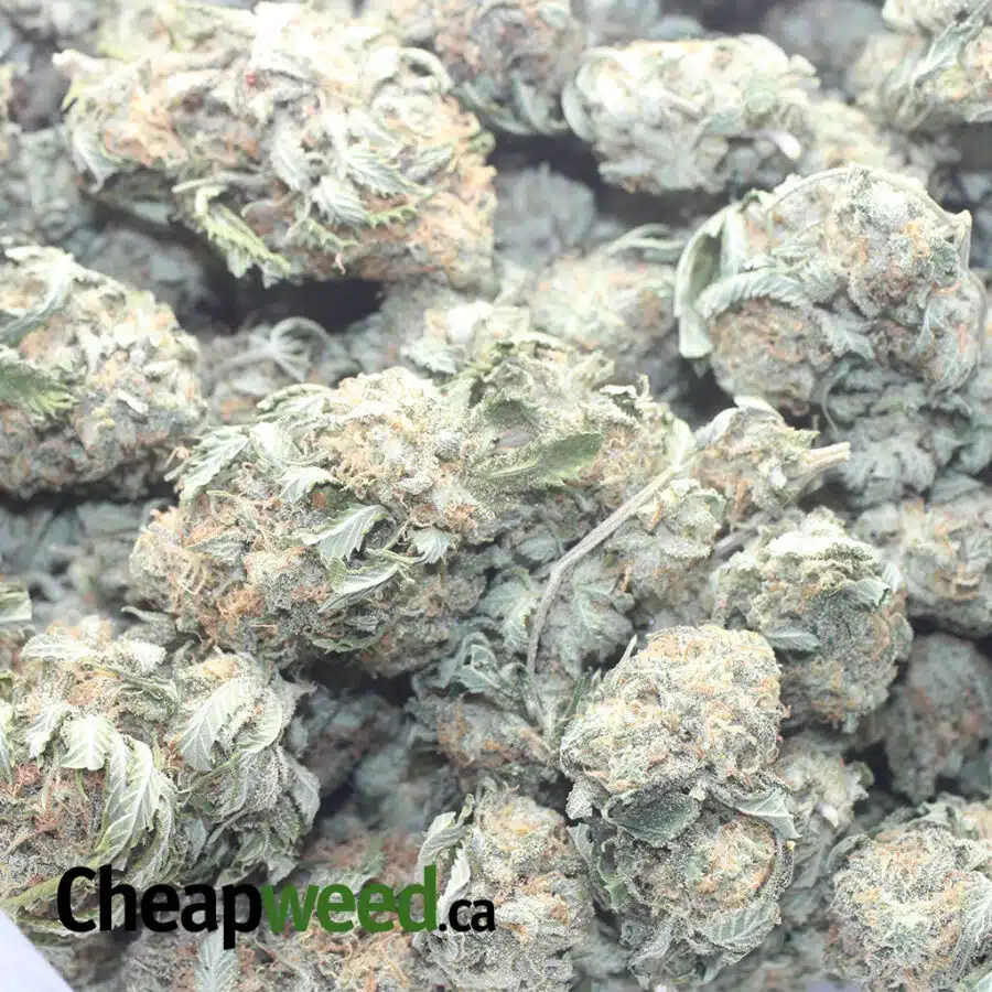 GRAPE KUSH 1 I Grape Kush