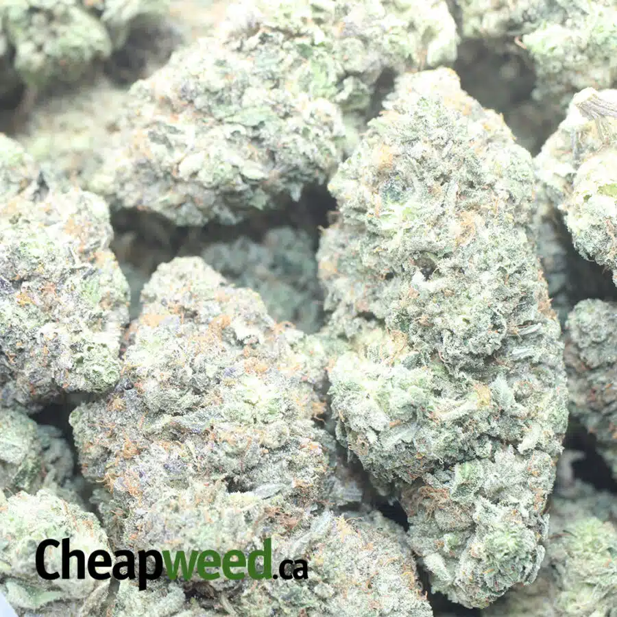 KILLER QUEEN 1 I $ 128 Oz - Killer Queen