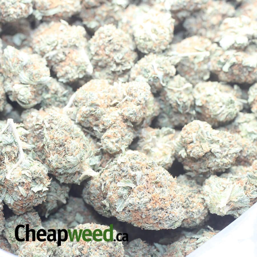 KUBBIE KUSH 1 I Kubbie Kush