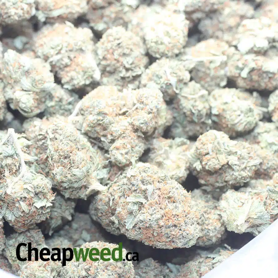 KUBBIE KUSH 1 I $ 43 Oz - Kubbie Kush
