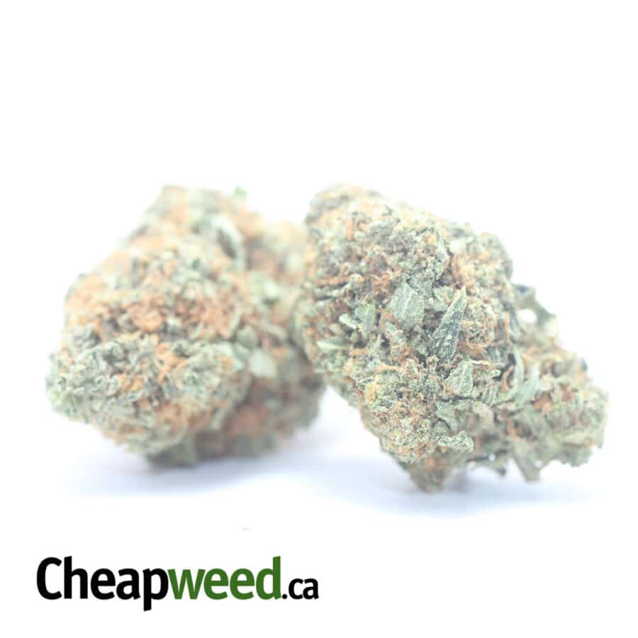 KUBBIE KUSH 3 I Kubbie Kush