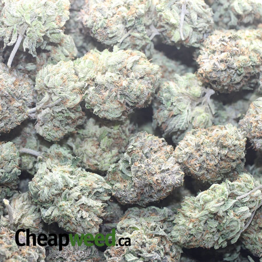Pink Kush AAA - Image 3