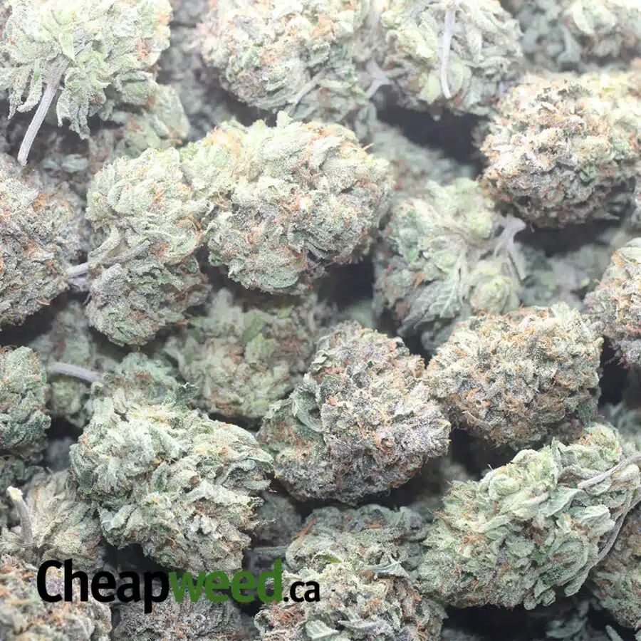 PINK KUSH AAA 1 I Pink Kush AAA