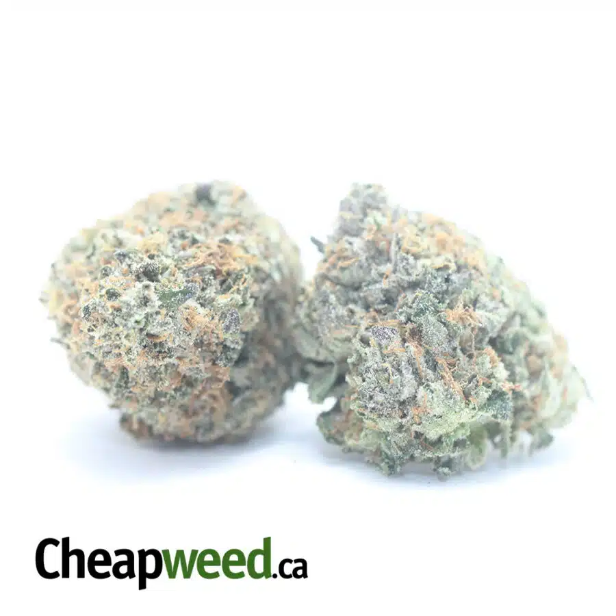 Alternative view of Pink Kush AAA