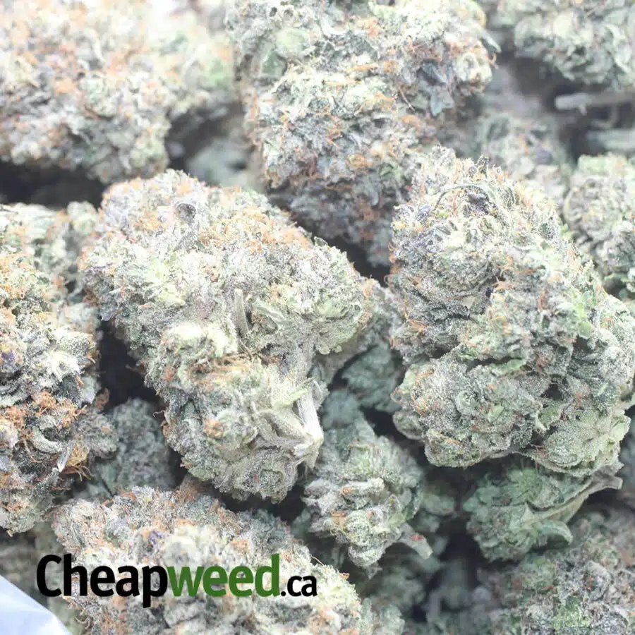 PLATNIUM PINK KUSH 1 I Platinum Pink Kush