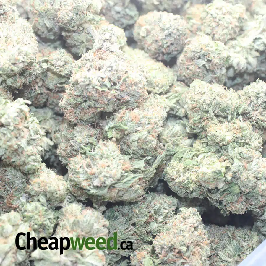 TONYS ROCKSTAR KUSH 1 I Tony's Rockstar Kush