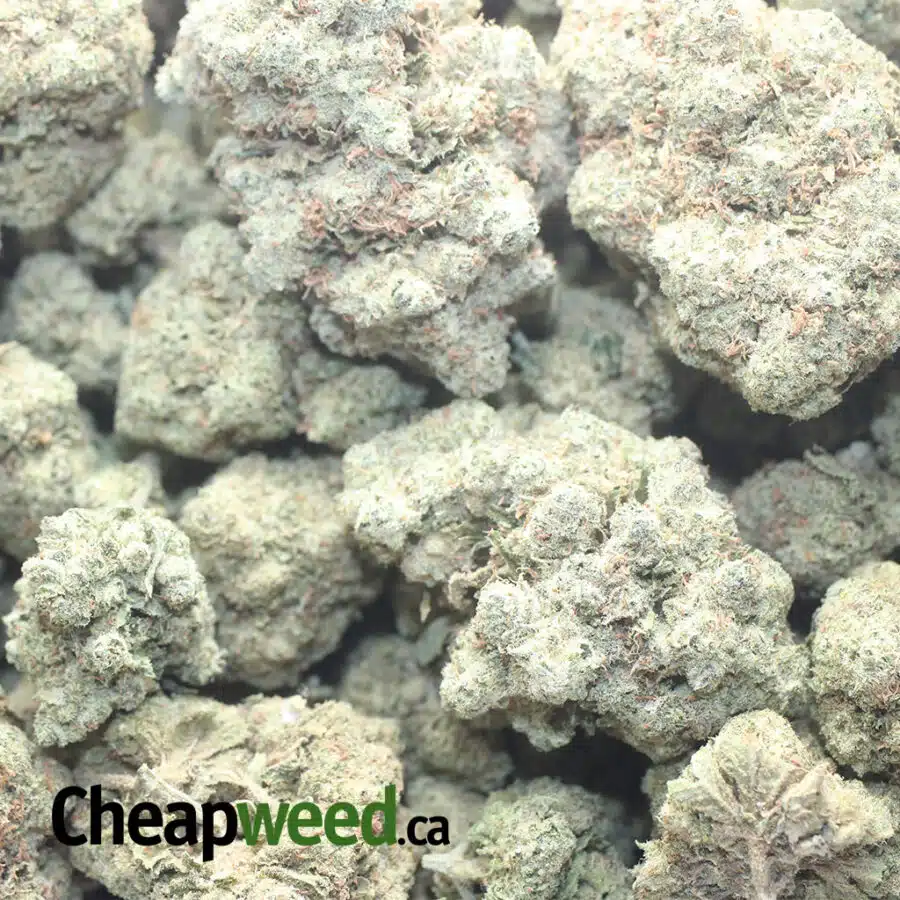 TROPICAL RUNTZ 1 I $ 50 Oz - Tropical Runtz