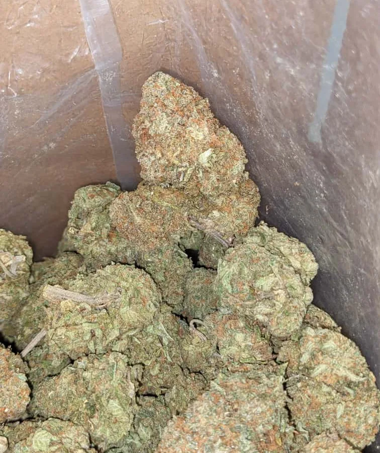 White rhino x Nukem 1 I Nuken X White Rhino