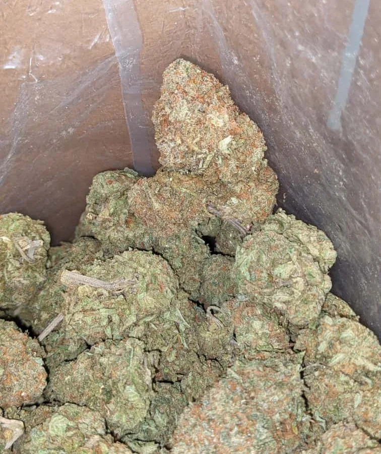 White rhino x Nukem 4 I Nuken X White Rhino