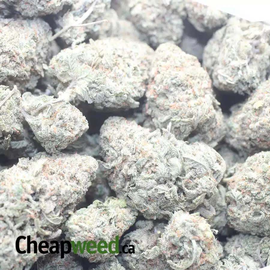24K GOLD 1 I $ 47 Oz - 24k Gold