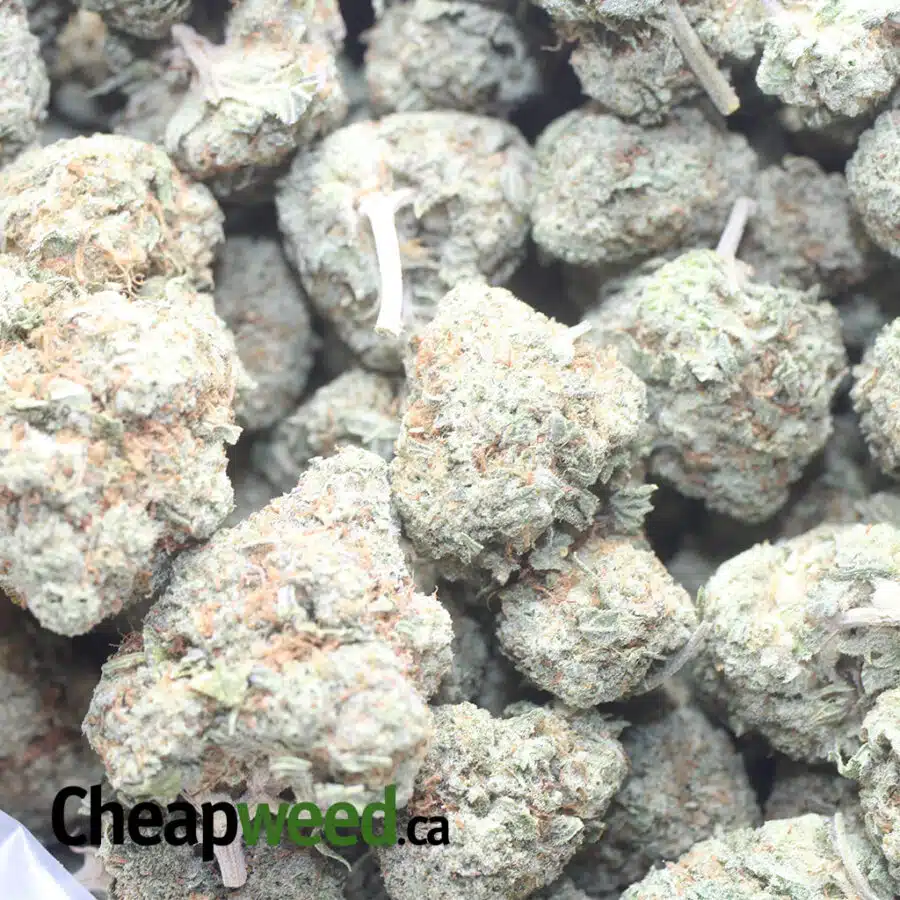BOSTOM CREAM 1 I $ 52 Oz - Boston Cream