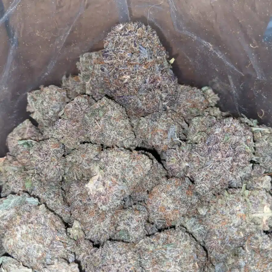 DURBAN POISON 1 I Durban Poison