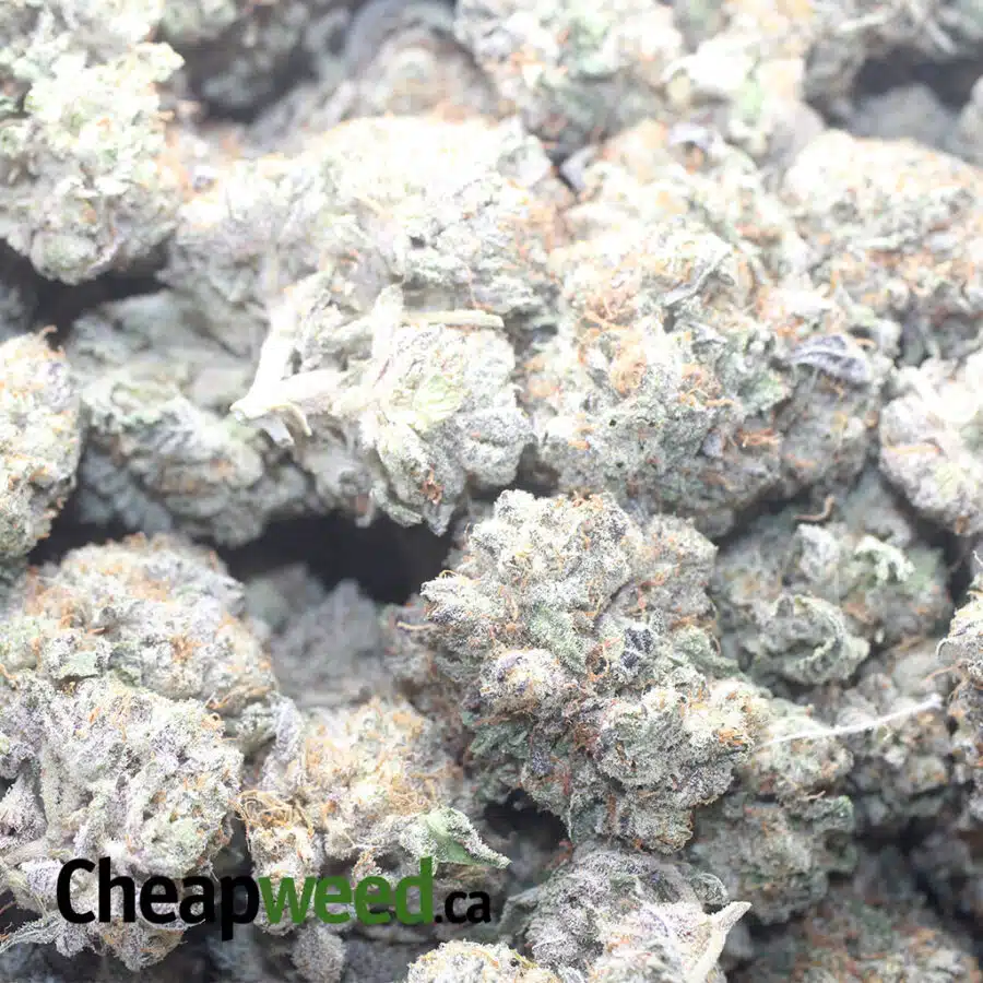 LA KUSH BREATH 1 I LA Kush Breath