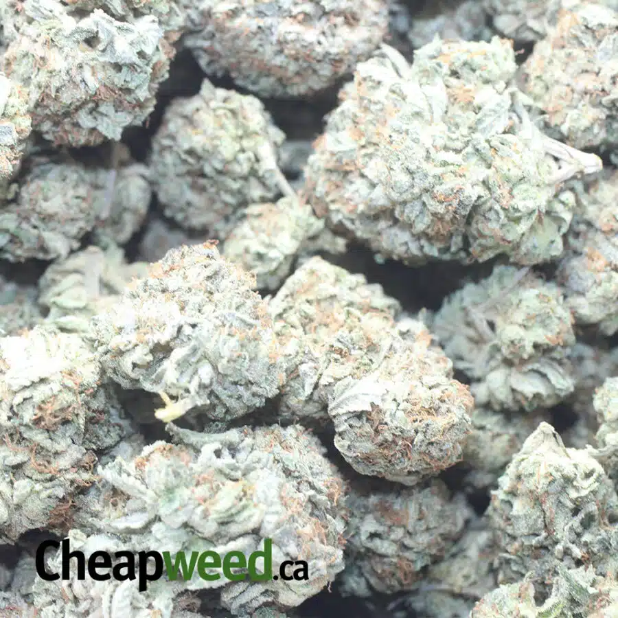 NORTHERN LIGHTS 4 I $ 48 Oz - Northern Lights
