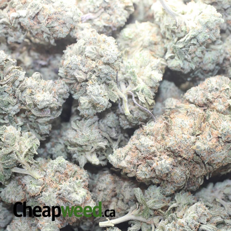 SKYWALKER 1 I Skywalker