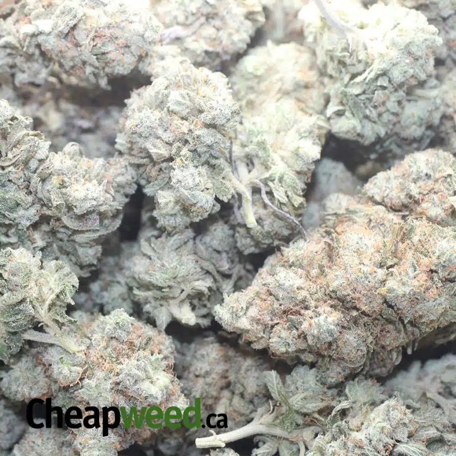 SKYWALKER 1 I Skywalker