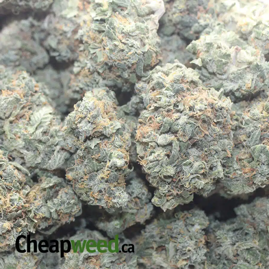 SUPER PINK 1 I $ 46 Oz - Super Pink