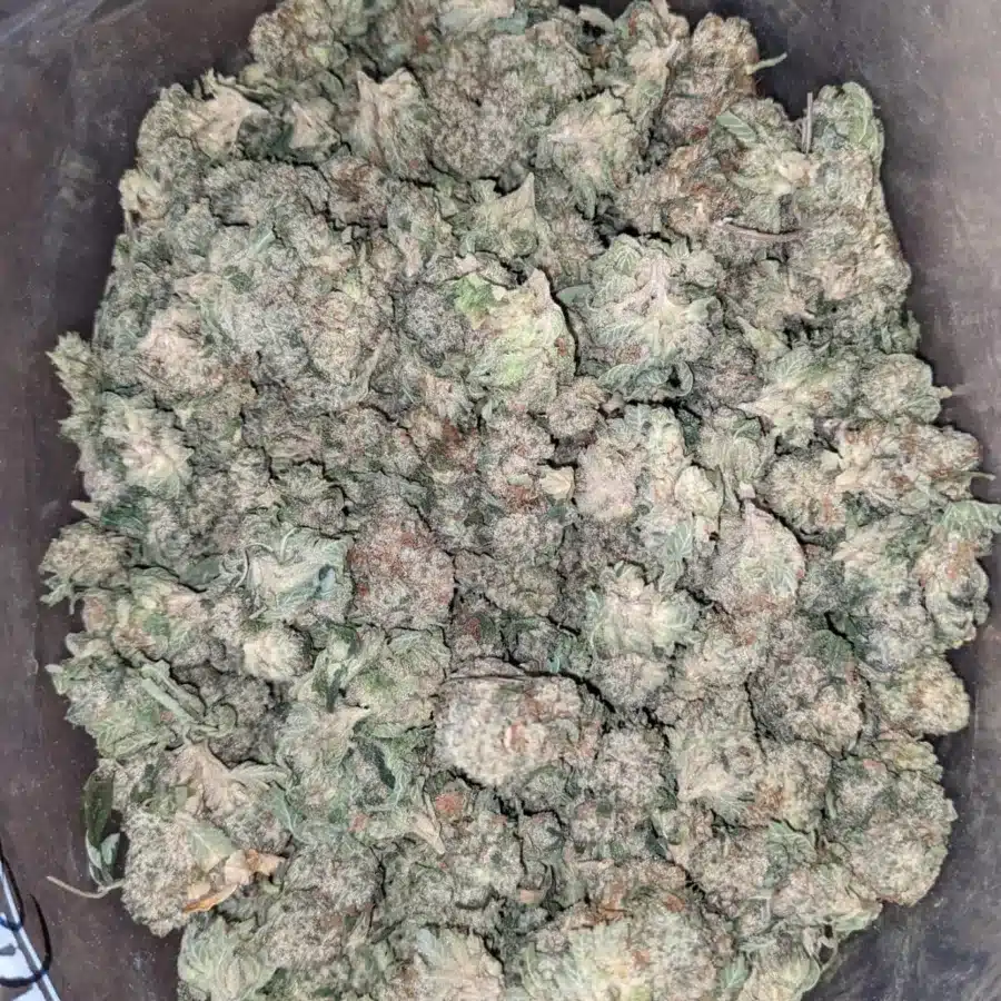 32 Oz Guava Cake 2 I $32oz Guava Cake