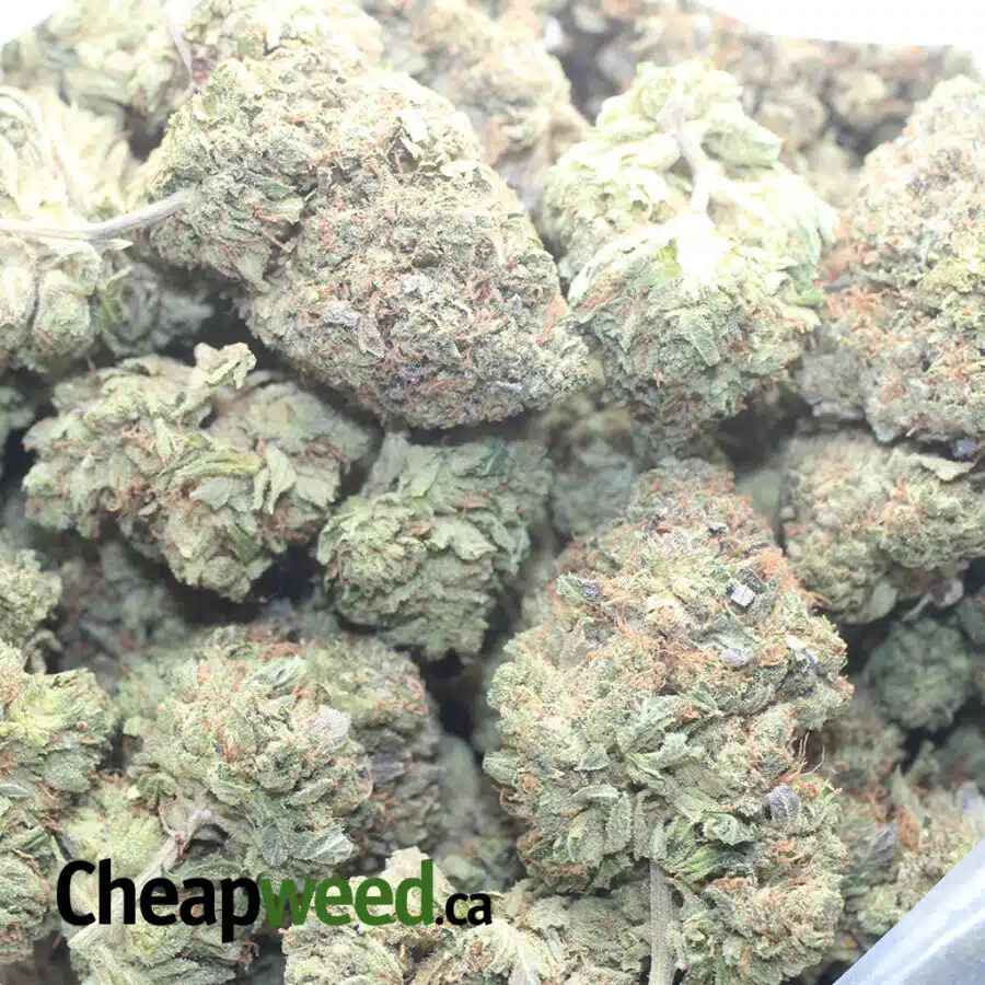 BLACK AFGHANI 1 I Black Afghani