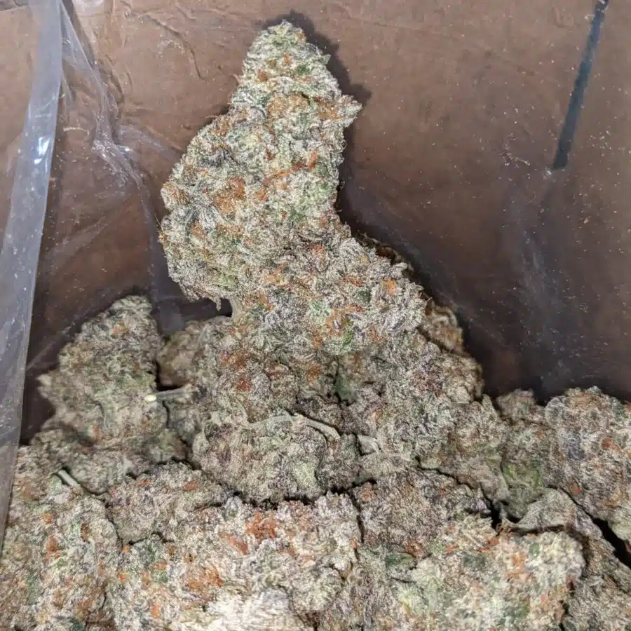 Blue Cookies 3 I Blue Cookies