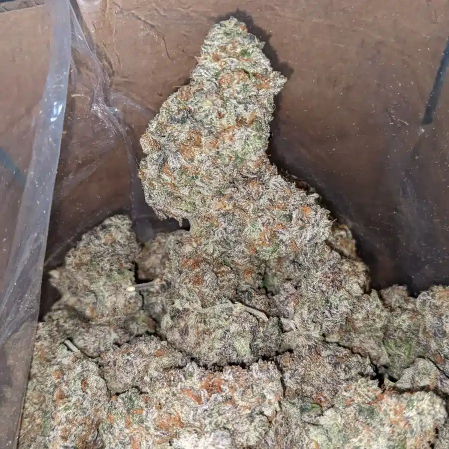 Blue Cookies 4 I Blue Cookies