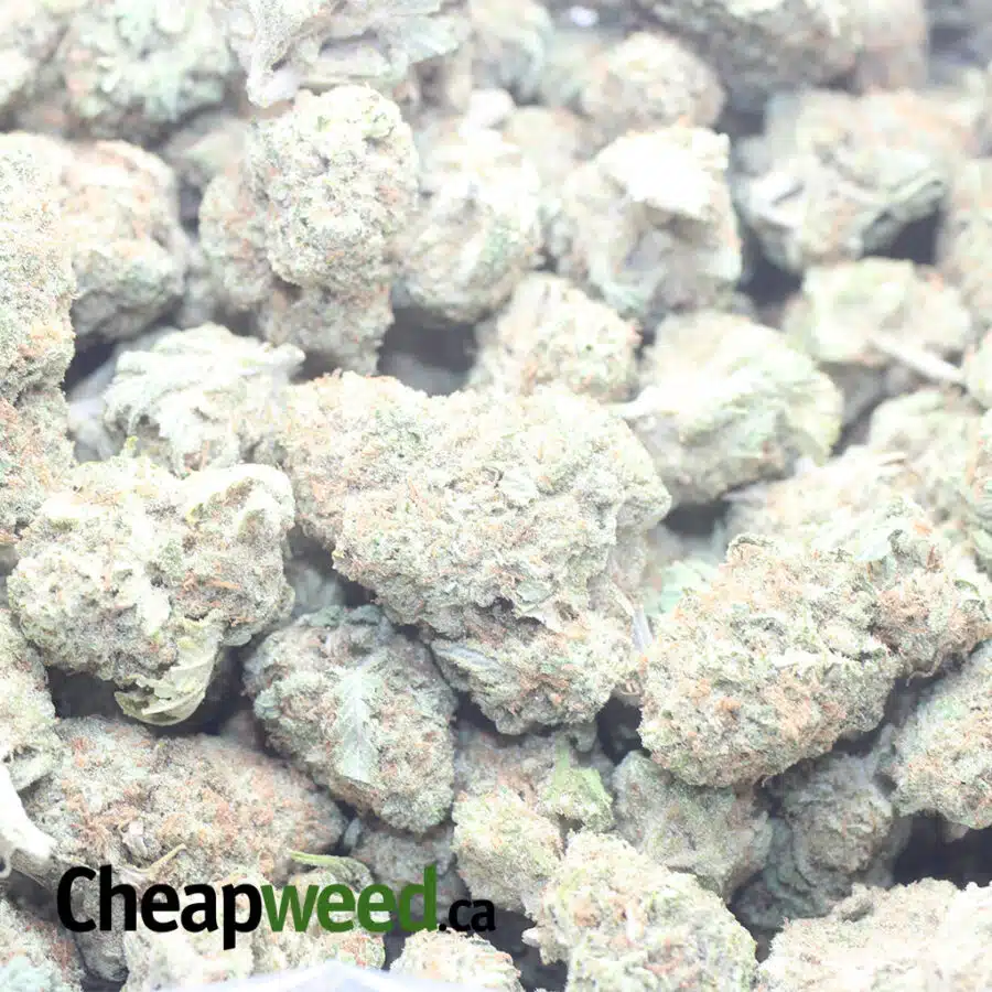 COOKIES KUSH 1 I Cookies Kush
