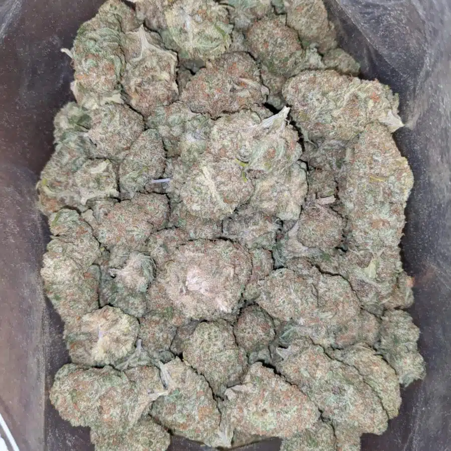 Cookies Kush 1 I Cookies Kush