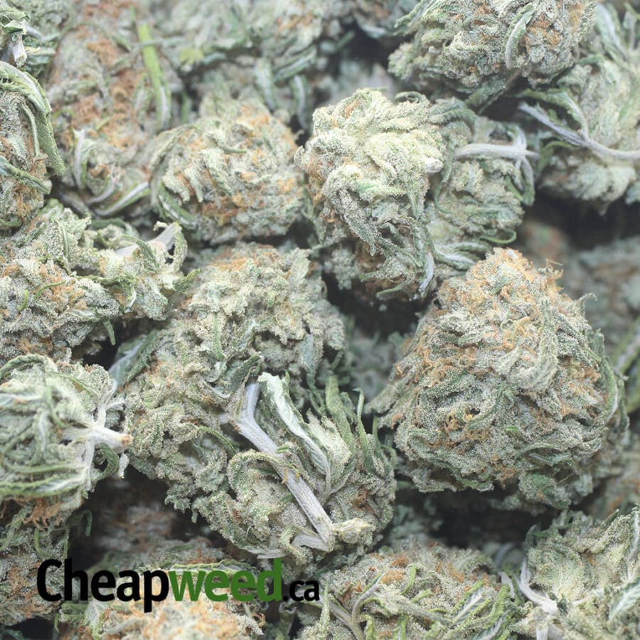 GALACTIC COOKIES 1 I Galactic Cookies