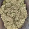 Jelly Breath
