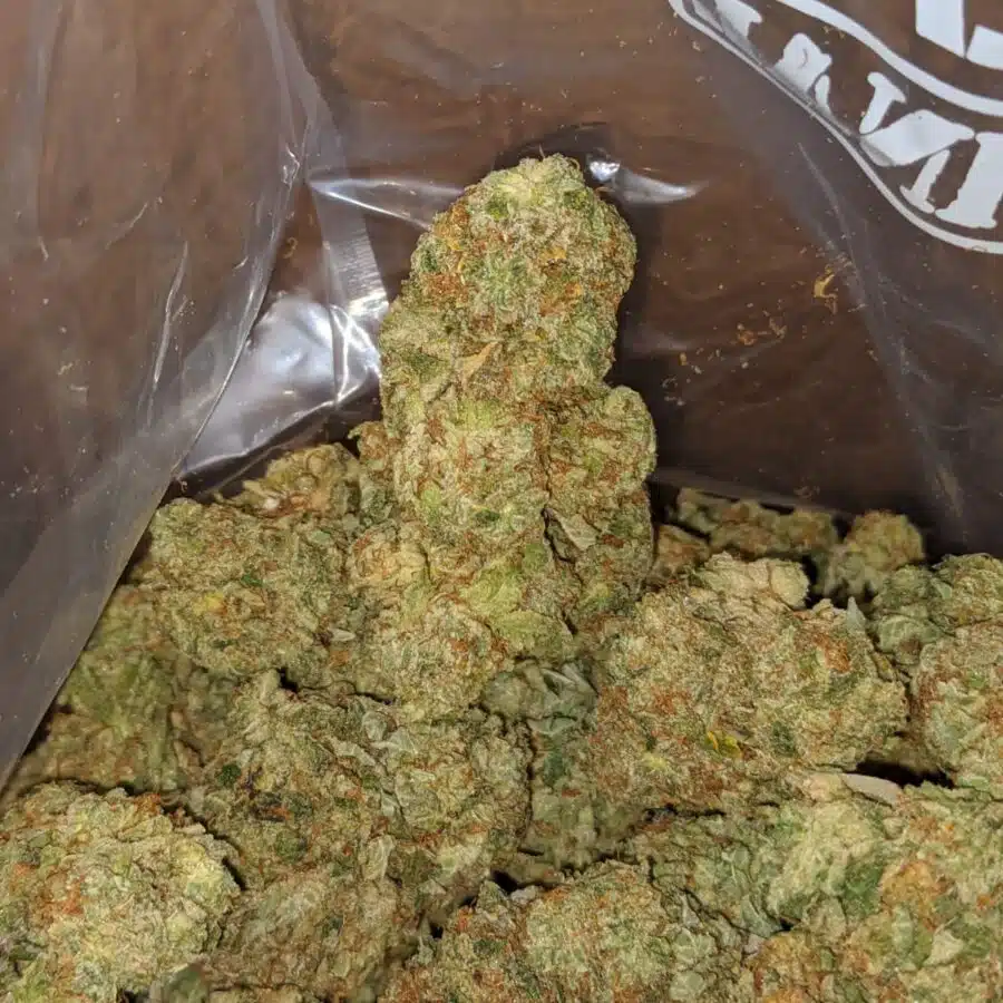 JELLY BREATH 3 I Tangie