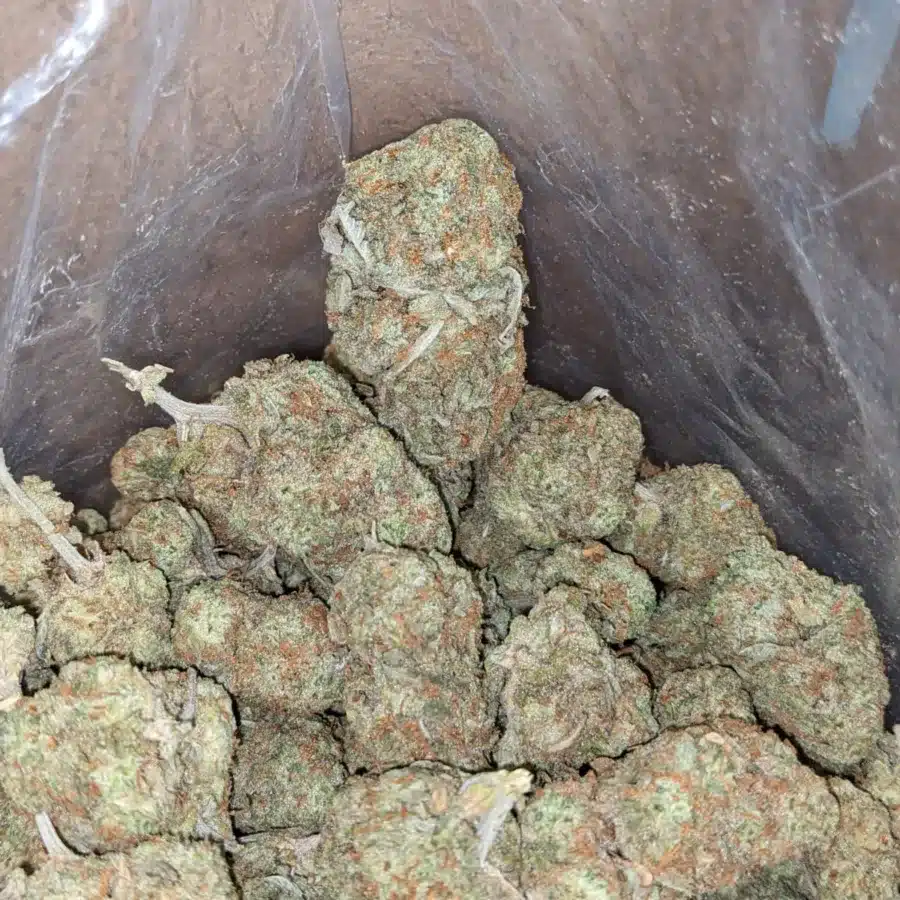Mango sherbet 3 I Mango Sherbert