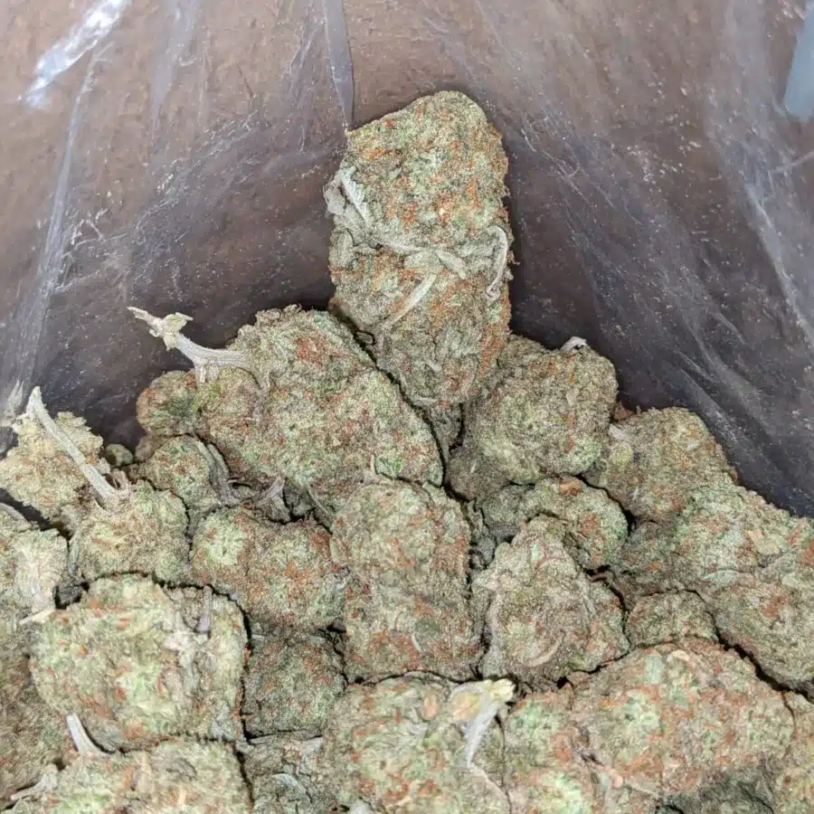 Mango sherbet 4 I Mango Sherbert