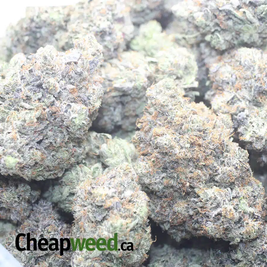 PLATNIUM PINK ROCKSTAR 1 I Platinum Rockstar Pink