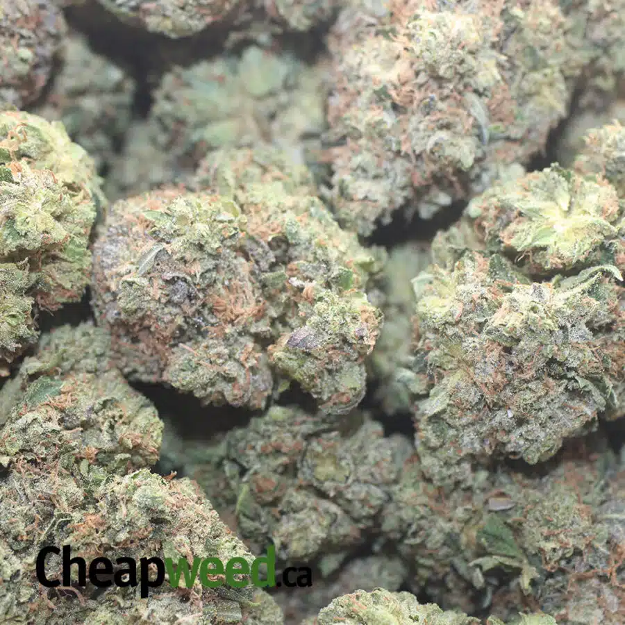 PRE BUBBA KUSH 3 I Pre Bubba Kush